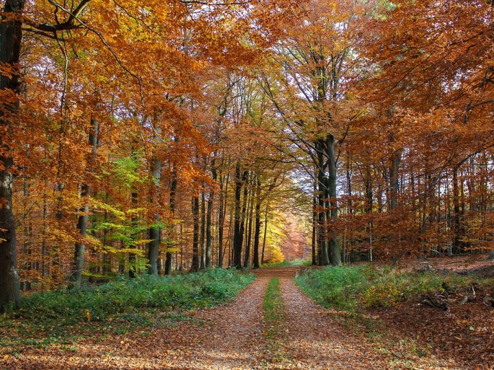 autumn-forest-3710367_1280